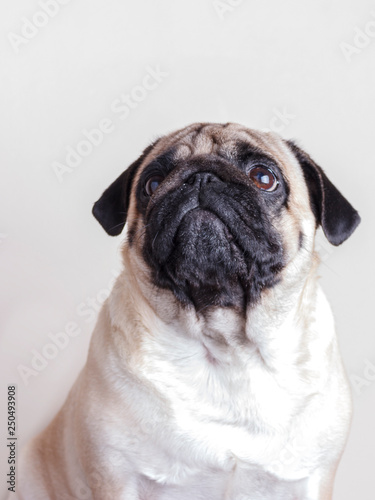Dog pug close-up with sad brown eyes looking up. Portrait on white background