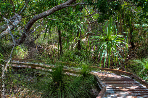 rainforest boardwalk walking trail bridge over the australian jungle