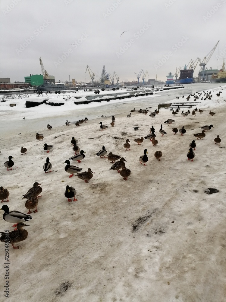 Fototapeta premium Ducks in winter in the port.