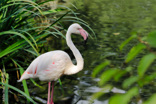 Rosy colored flamingo waterbird wading in the river