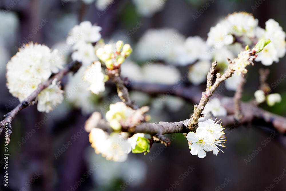 plum flowers in spring, cherry blossoms