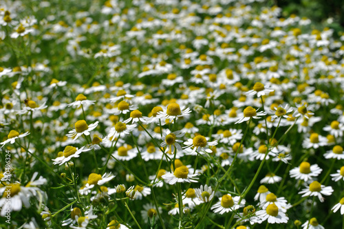  field of blooming camomile (Matricaria chamomilla) - homeopathic flowers