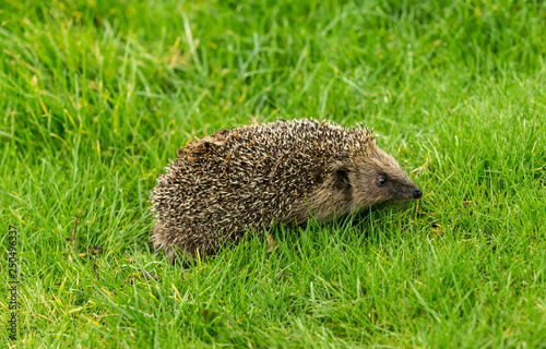 Hedgehog, Scientific name: Erinaceus Europaeus. Wild, native, European hedgehog facing right in natural garden habitat on green grass lawn. Horizontal, landscape.