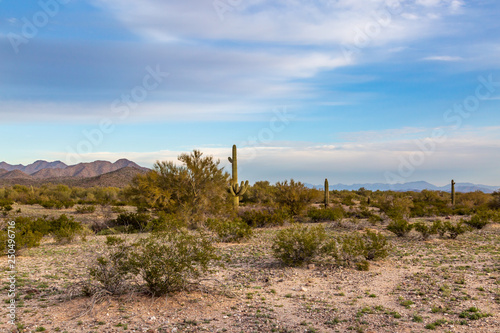 The Sonoran Desert in Arizona, with Saguaro Cacti growing