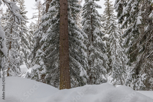 Naked pine tree in the snow covered forest, High Tatras, Slovakia