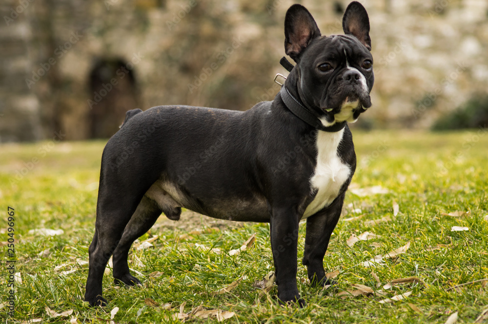 Black and white French Bulldog outdoor set