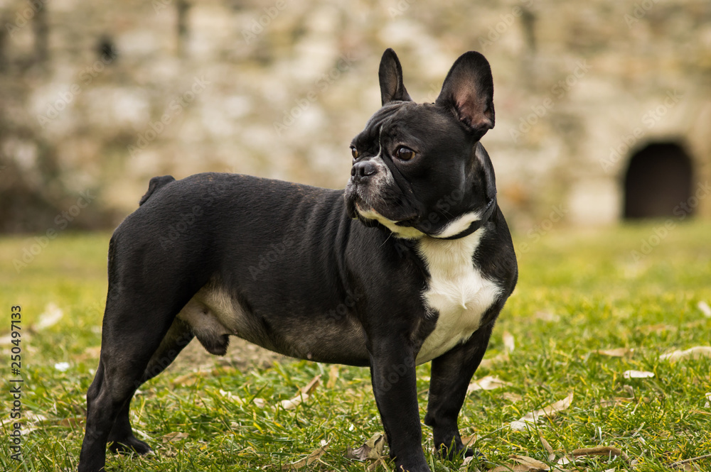 Black and white French Bulldog outdoor set