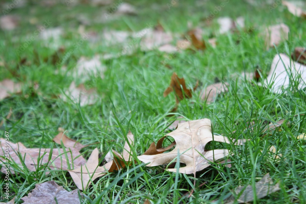 Fall leaves on grass Fall leaves on grass