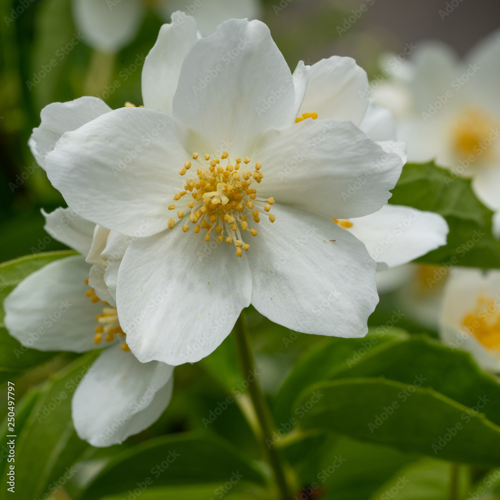 English dogwood, Philadelphus coronarius English dogwood, Philadelphus coronarius