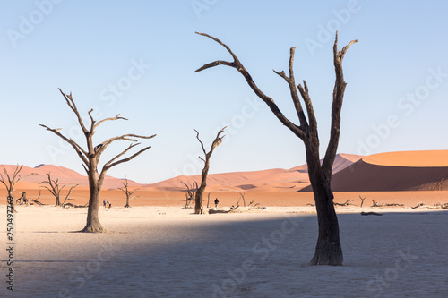 Silhouette portrait of dead tree in deadvlei, Sossusvlei, Namib Naukluft National Park Namibia