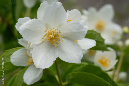 English dogwood, Philadelphus coronarius