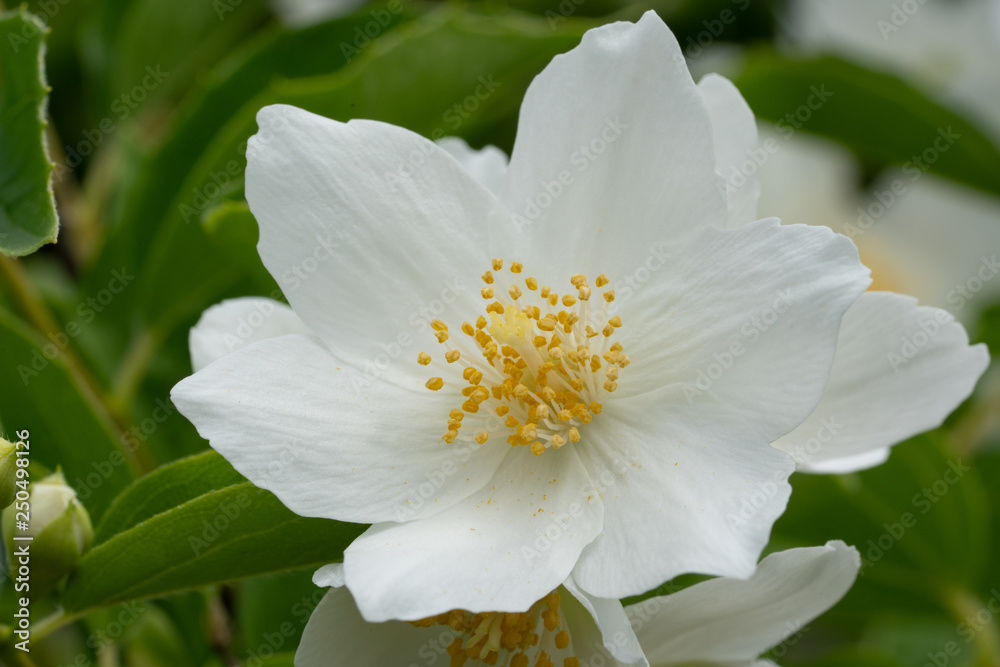Fototapeta premium English dogwood, Philadelphus coronarius