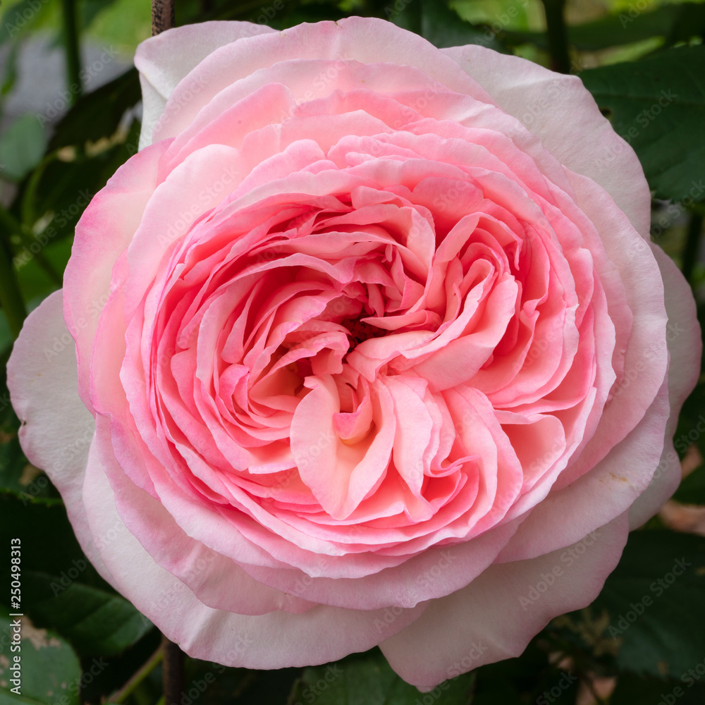 Shrub rose 'Eden rose 85', Rosa Stock Photo | Adobe Stock