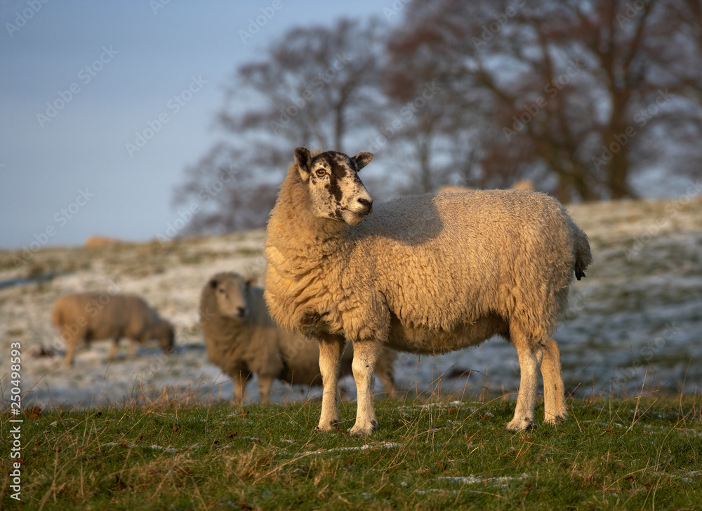 SHEEP IN FIELD IN WINTER YORKSHIRE ENGLAND SHEEP IN FIELD IN WINTER YORKSHIRE ENGLAND