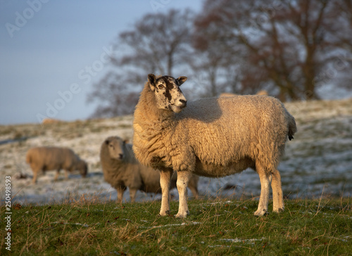 Fototapeta Naklejka Na Ścianę i Meble -  SHEEP IN FIELD IN WINTER YORKSHIRE ENGLAND