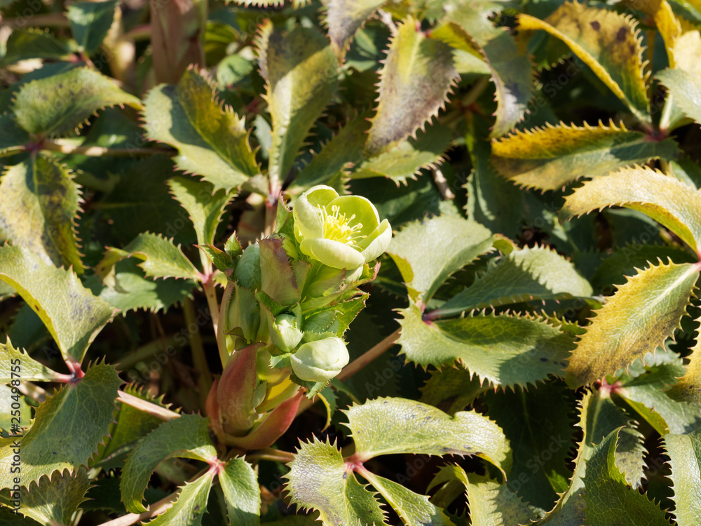 Inflorescence terminale d'une fleur de couleur vert pâle d'Hellébore de Corse (Helleborus argutifolius) Inflorescence terminale d'une fleur de couleur vert pâle d'Hellébore de Corse (Helleborus argutifolius)