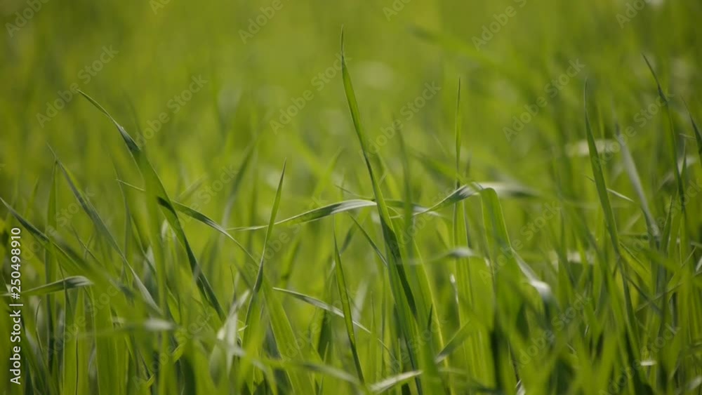 green grass growing on the agricultural field green grass growing on the agricultural field