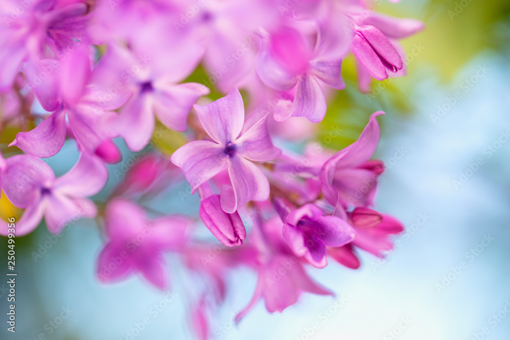 Blooming purple lilac flowers background Blooming purple lilac flowers background