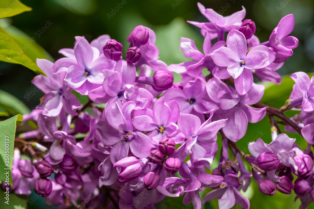 Blooming purple lilac flowers background Blooming purple lilac flowers background