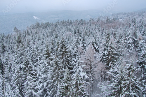 View of pine tree forest covered with snow in north black forest mountain