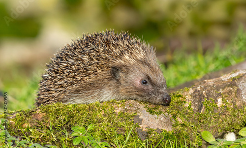 Hedgehog, (Erinaceus Europaeus) wild, native, European hedgehog in natural habitat on green moss log with blurred background.  Close up.  Landscape, Horizontal