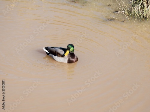 a duck swimming in the water