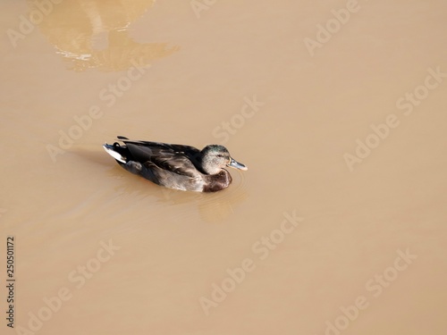 A duck swimming in the water