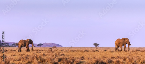 Two African Elephant bulls on the plains against magenta sky. Banner. photo