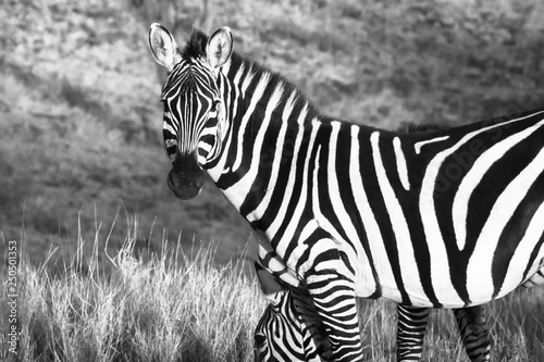 Zebra with head turned Looking at camera. Monochrome edit. 