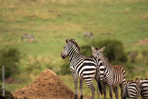 Zebra s looking over the African plains. 