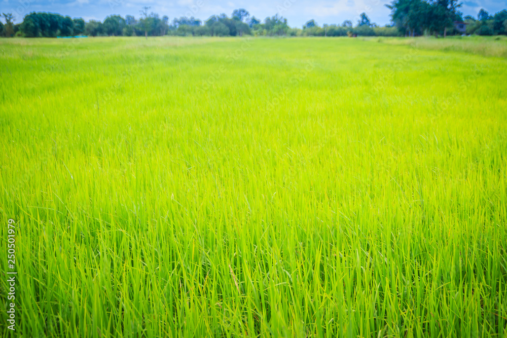Leaves of the green rice tree background in the organic rice fields during the farming season.