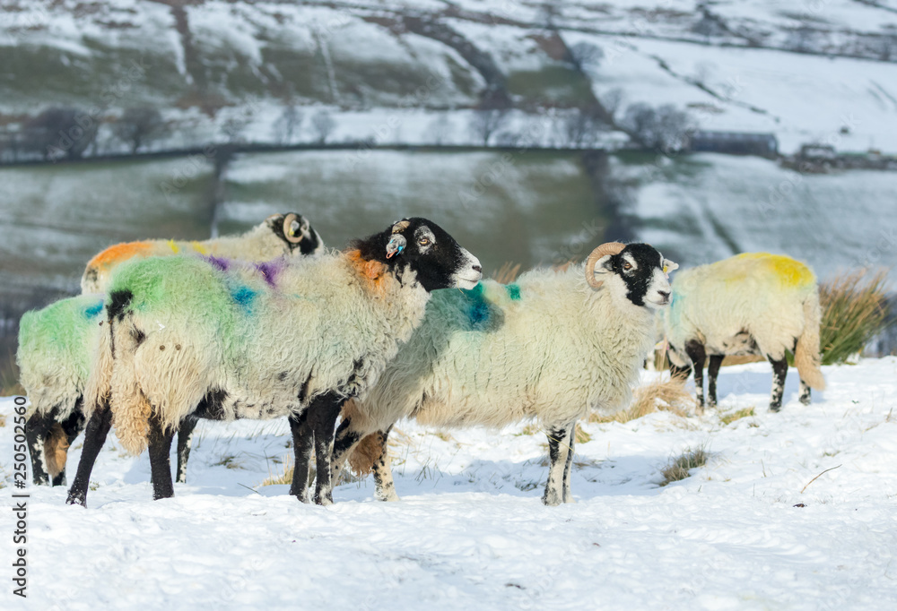 Naklejka premium A flock of Swaledale Sheep on snowy exposed fell in Yorkshire. Swaledale sheep are a native breed of North Yorkshire, England. UK