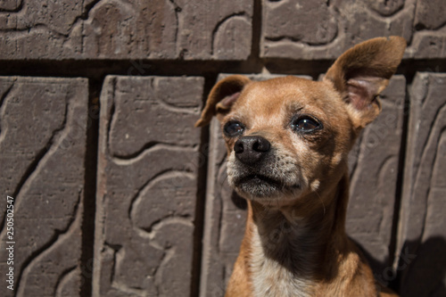 Fototapeta Naklejka Na Ścianę i Meble -  Chihuahua 1
