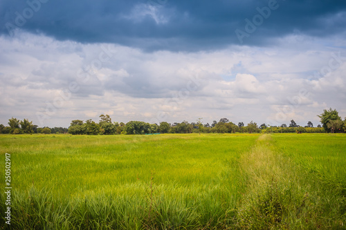 Leaves of the green rice tree background in the organic rice fields during the farming season.