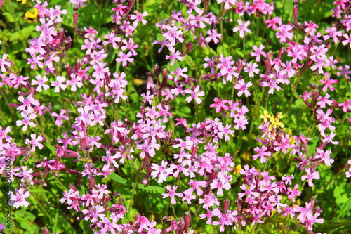 spring flowering in the Lower Galilee, Israel © irisphoto1