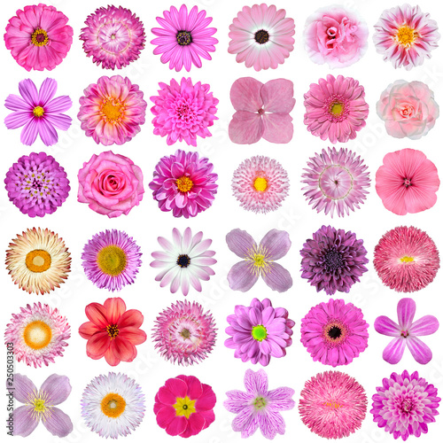 Big Selection of Various Pink, Purple, White and Red Flowers Isolated on White Background © tr3gi