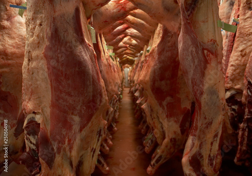 CARCASSES OF FRESHLY SLAUGHTERED COWS HANGING IN ABATTOIR