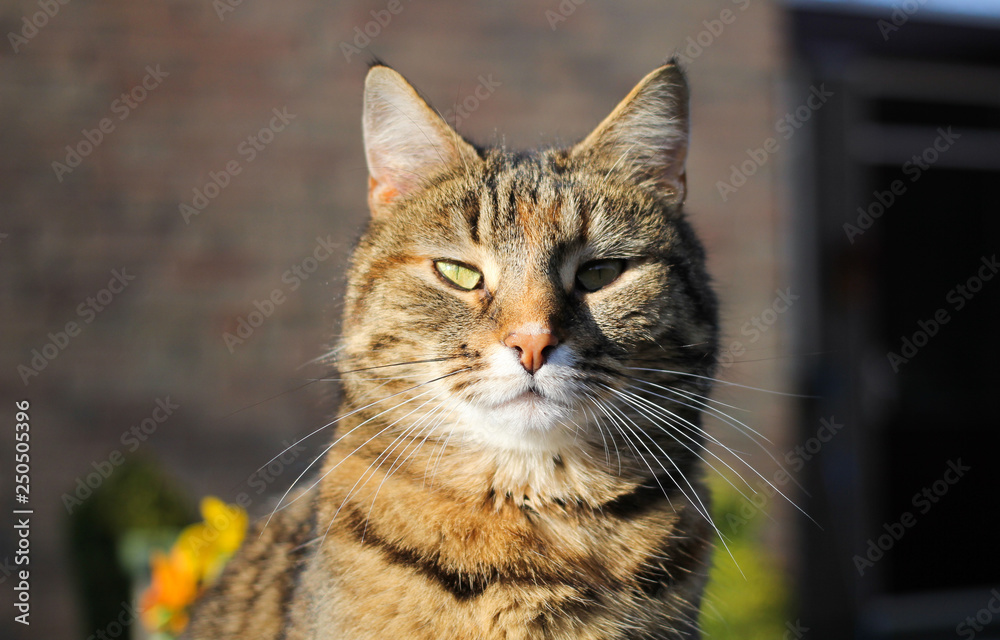 a beautiful brown cat portrait outside in the spring sunshine