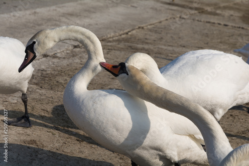 swans
