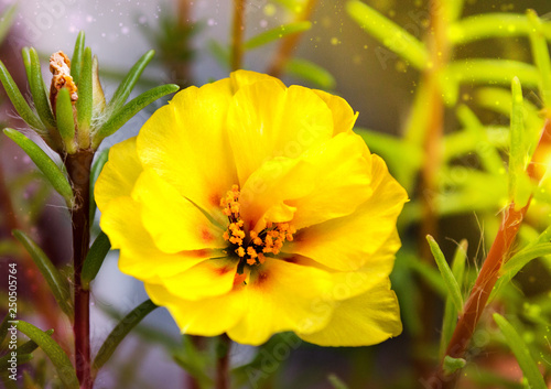 yellow flower dissolved petals