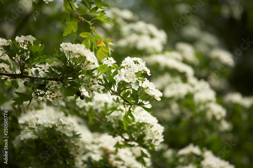 HAWTHORN BLOSSOM IN CLOSE UP