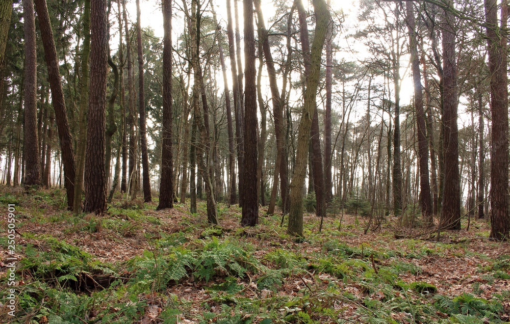 Fototapeta premium Der deutsche Wald