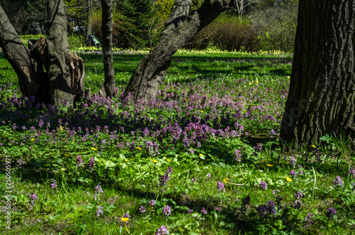 Fototapeta Naklejka Na Ścianę i Meble -  Green spring ornamental garden with flowering forbs. Neutral landscape with green field. Landscape Park.