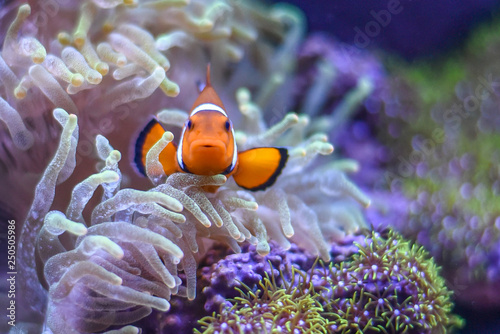 A Percula Clownfish,  (Amphiprion percula), also known as 