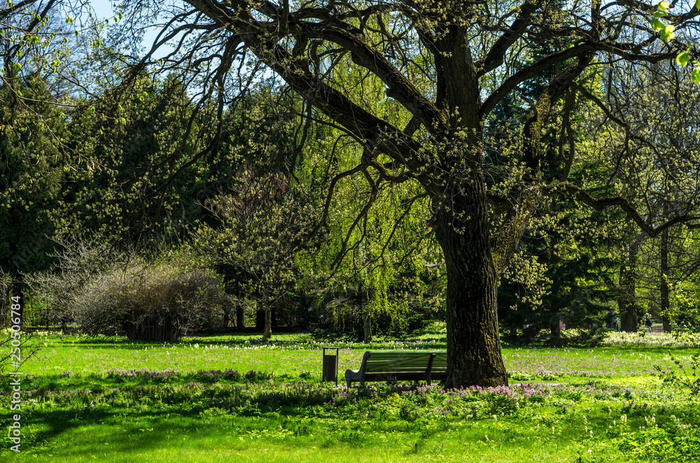 Green spring ornamental garden with flowering forbs. Neutral landscape with green field. Landscape Park. Forest landscape with firs and oaks. Green spring ornamental garden with flowering forbs. Neutral landscape with green field. Landscape Park. Forest landscape with firs and oaks.