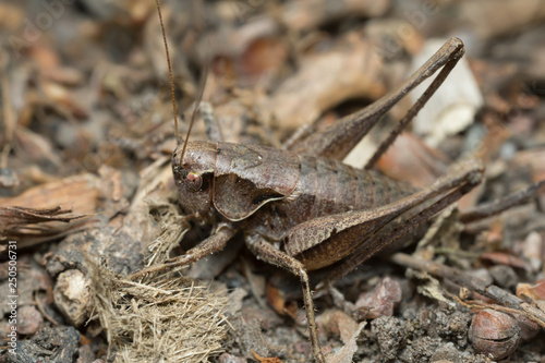 Female dark bush-cricket, Pholidoptera griseoaptera on ground, macro photo © Henrik Larsson