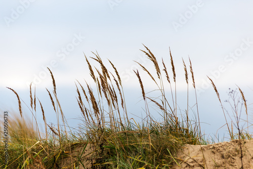 dry grass bents in winter on sea shore