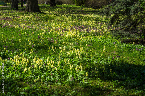 Green spring ornamental garden with flowering forbs. Neutral landscape with green field. Landscape Park. Forest landscape with firs and oaks.