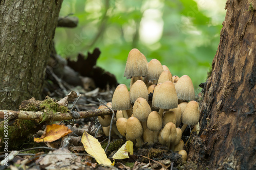 Cluster of glistening inky cap, Coprinellus micaceus, growing beside tree  photo