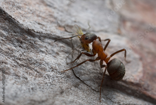 Wood ant, Formica with caught aphid